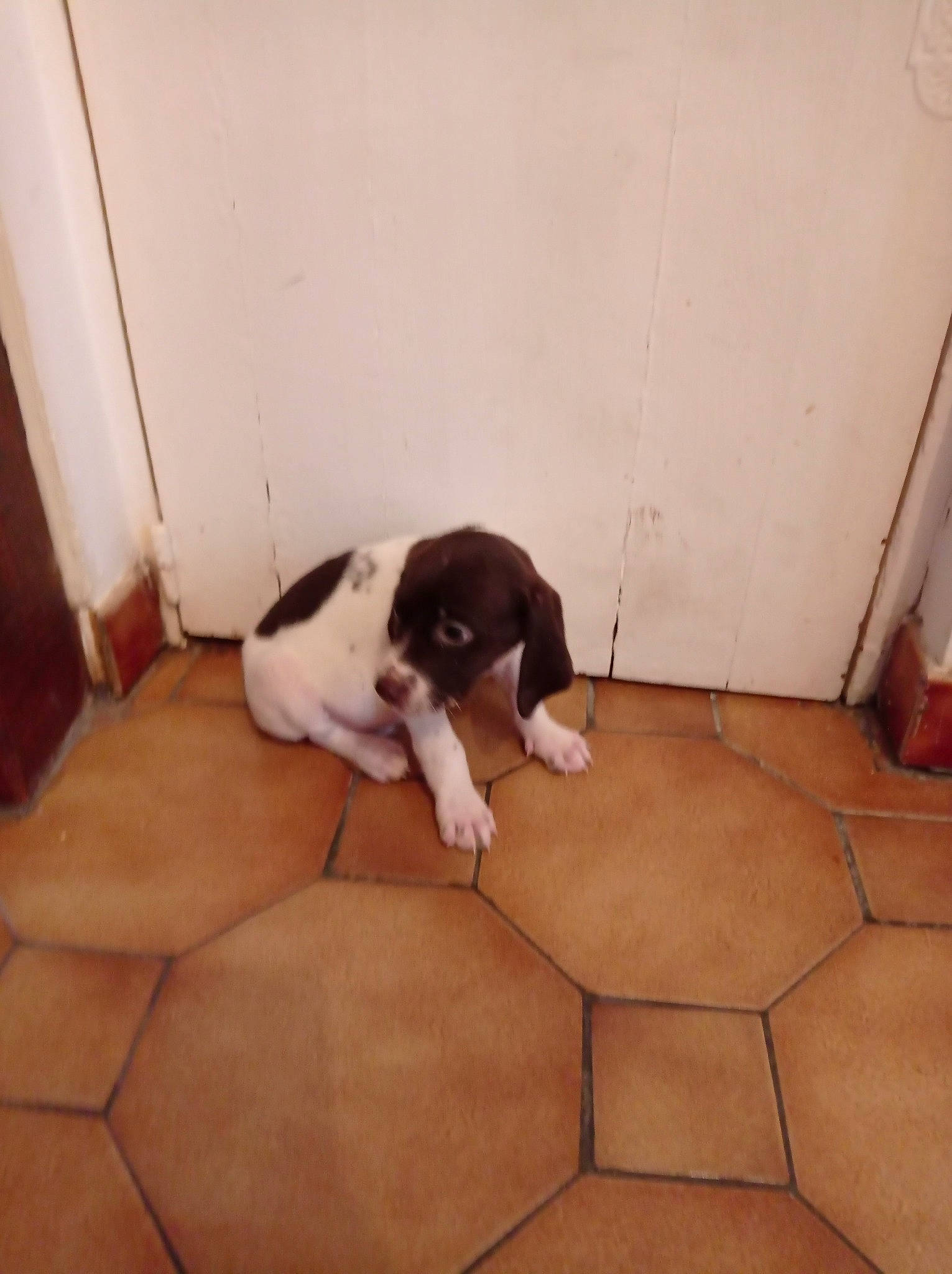 Tommy a rejoint le concours — aidez-le/la à gagner de superbes lots ! canidae, carnivore, comfort, companion_dog, dog, dog_breed, fawn, floor, flooring, hardwood, human_leg, knee, room, sporting_group, stairs, tail, tints_and_shades, toy, wood, working_animal