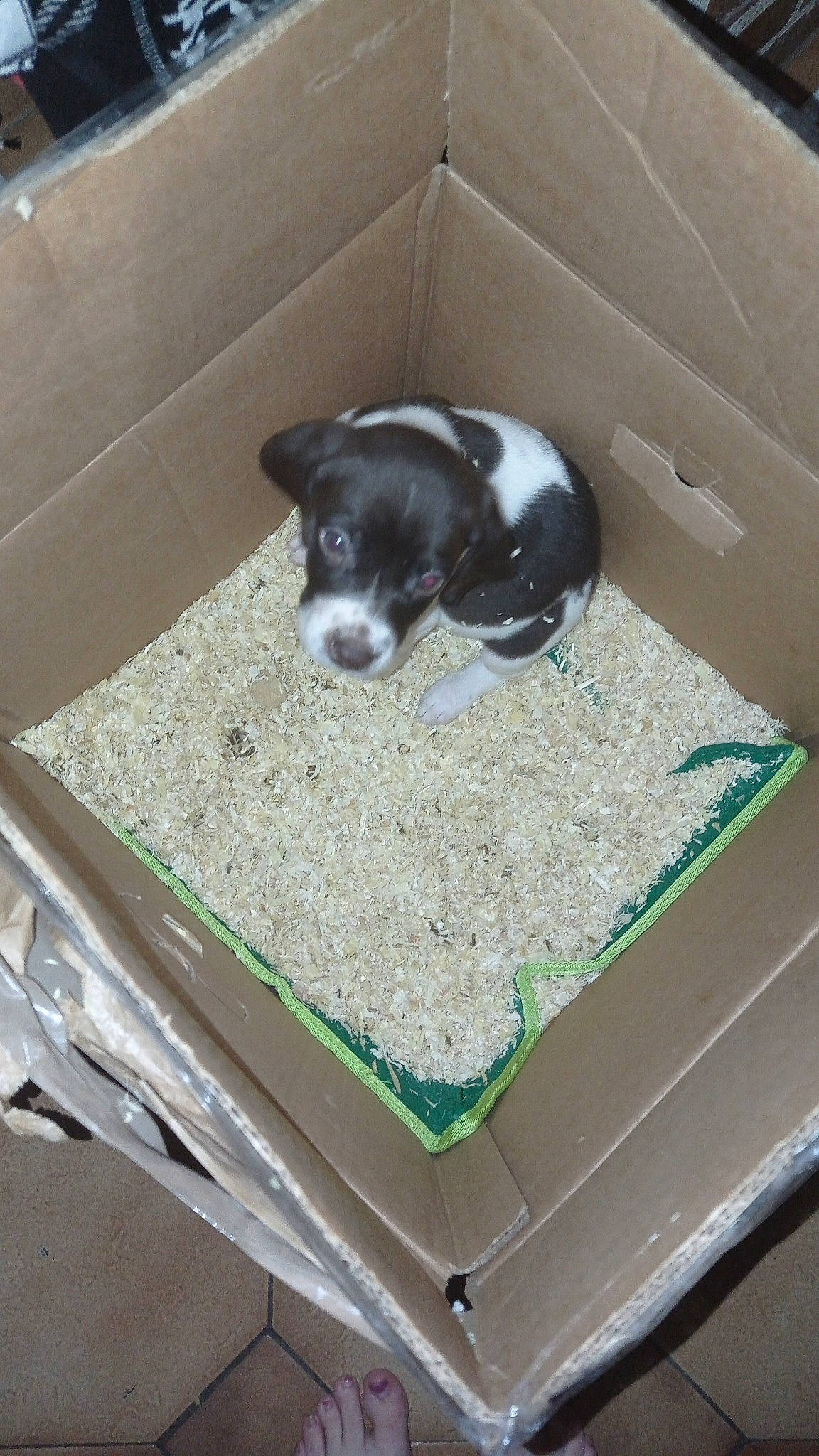 Tommy a rejoint le concours — aidez-le/la à gagner de superbes lots ! animal_feed, animal_shelter, automotive_exterior, boston_terrier, canidae, carnivore, companion_dog, dog, dog_breed, dog_food, dog_supply, fawn, flooring, fur, pet_food, pet_supply, snout, sporting_group, tail, working_animal