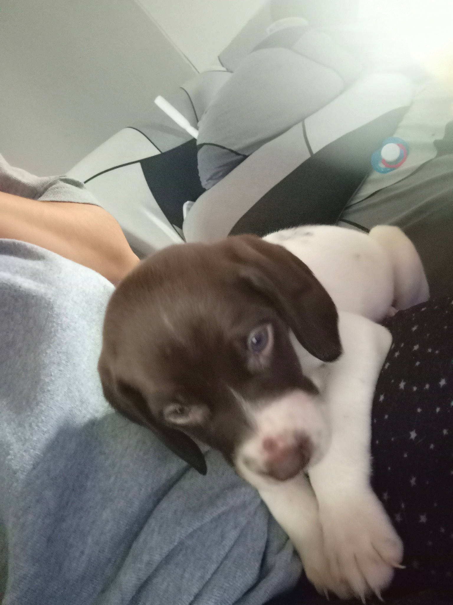 Tommy a rejoint le concours — aidez-le/la à gagner de superbes lots ! canidae, car_seat_cover, carnivore, comfort, companion_dog, dog, dog_breed, fawn, fur, human_leg, nap, non_sporting_group, paw, puppy, puppy_love, snout, sporting_group, terrestrial_animal, working_animal