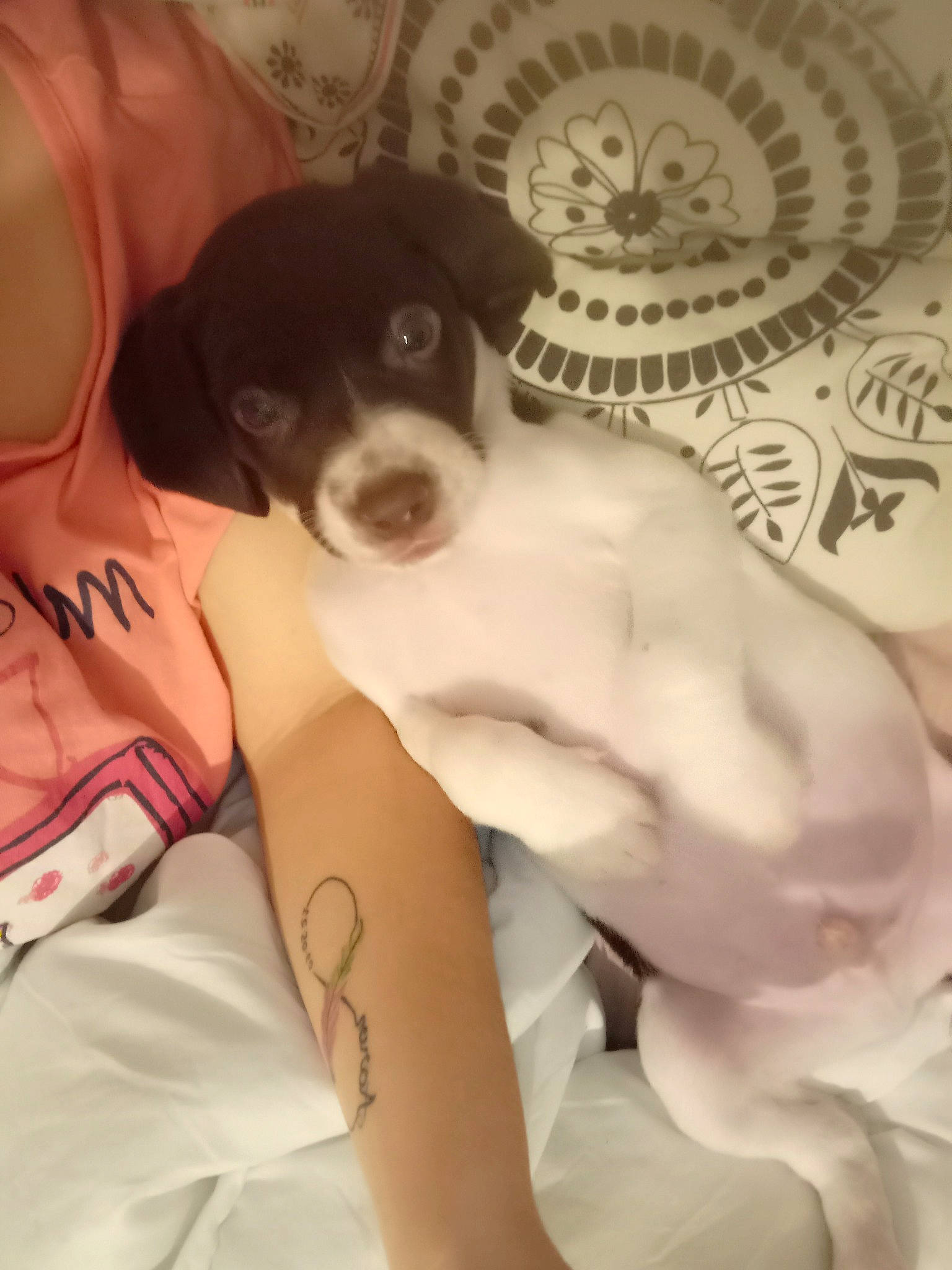 Tommy participe au concours pour gagner de l'argent avec cette photo : abdomen, barechested, carnivore, chest, comfort, companion_dog, dog, dog_breed, elbow, fawn, flesh, fur, human_leg, knee, nail, temporary_tattoo, thigh, trunk, working_animal, wrist