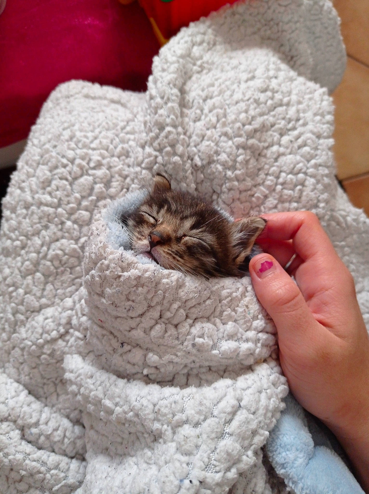 Sky a rejoint le concours — aidez-le/la à gagner de superbes lots ! carnivore, cat, claw, close_up, comfort, domestic_short_haired_cat, fawn, felidae, fur, linens, nail, paw, plant, small_to_medium_sized_cats, tail, textile, thread, whiskers, wood, wool