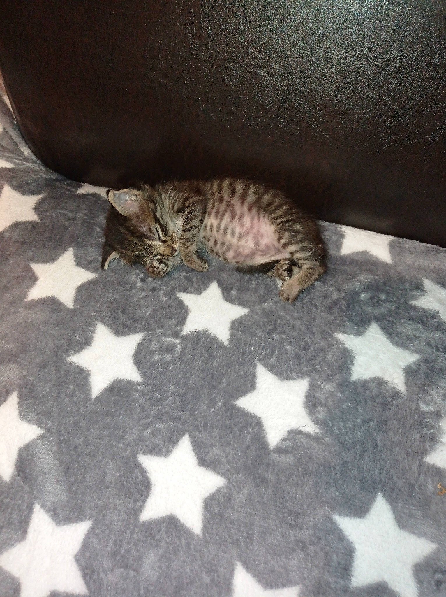 Sky participe au concours pour gagner de l'argent avec cette photo : brown, carnivore, cat, comfort, domestic_short_haired_cat, fawn, felidae, floor, flooring, fur, grey, hardwood, pattern, small_to_medium_sized_cats, snout, tail, terrestrial_animal, whiskers, wildlife, wood