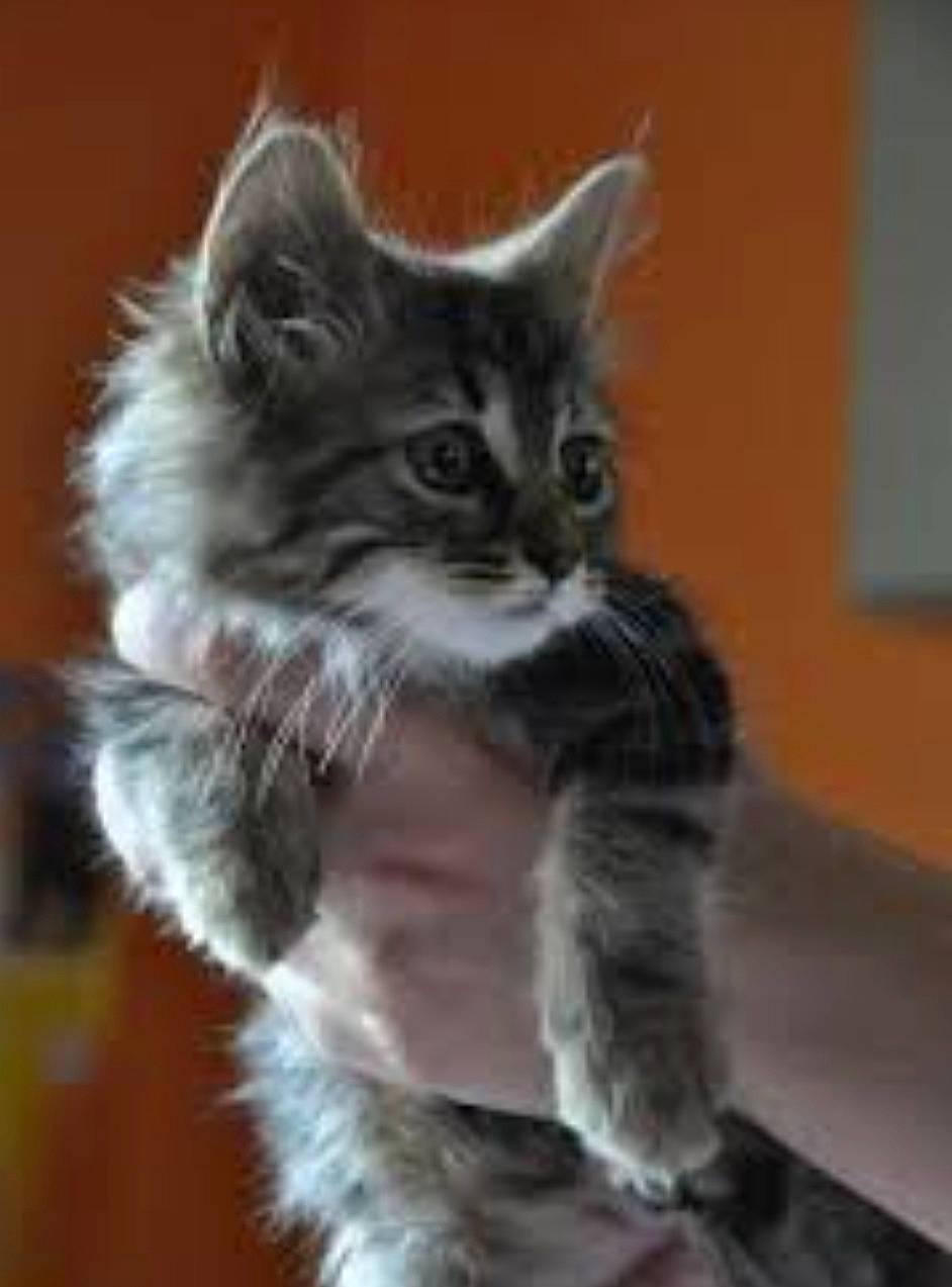 Sky a rejoint le concours — aidez-le/la à gagner de superbes lots ! carnivore, cat, claw, domestic_short_haired_cat, eye, felidae, fur, paw, small_to_medium_sized_cats, snout, tail, terrestrial_animal, whiskers