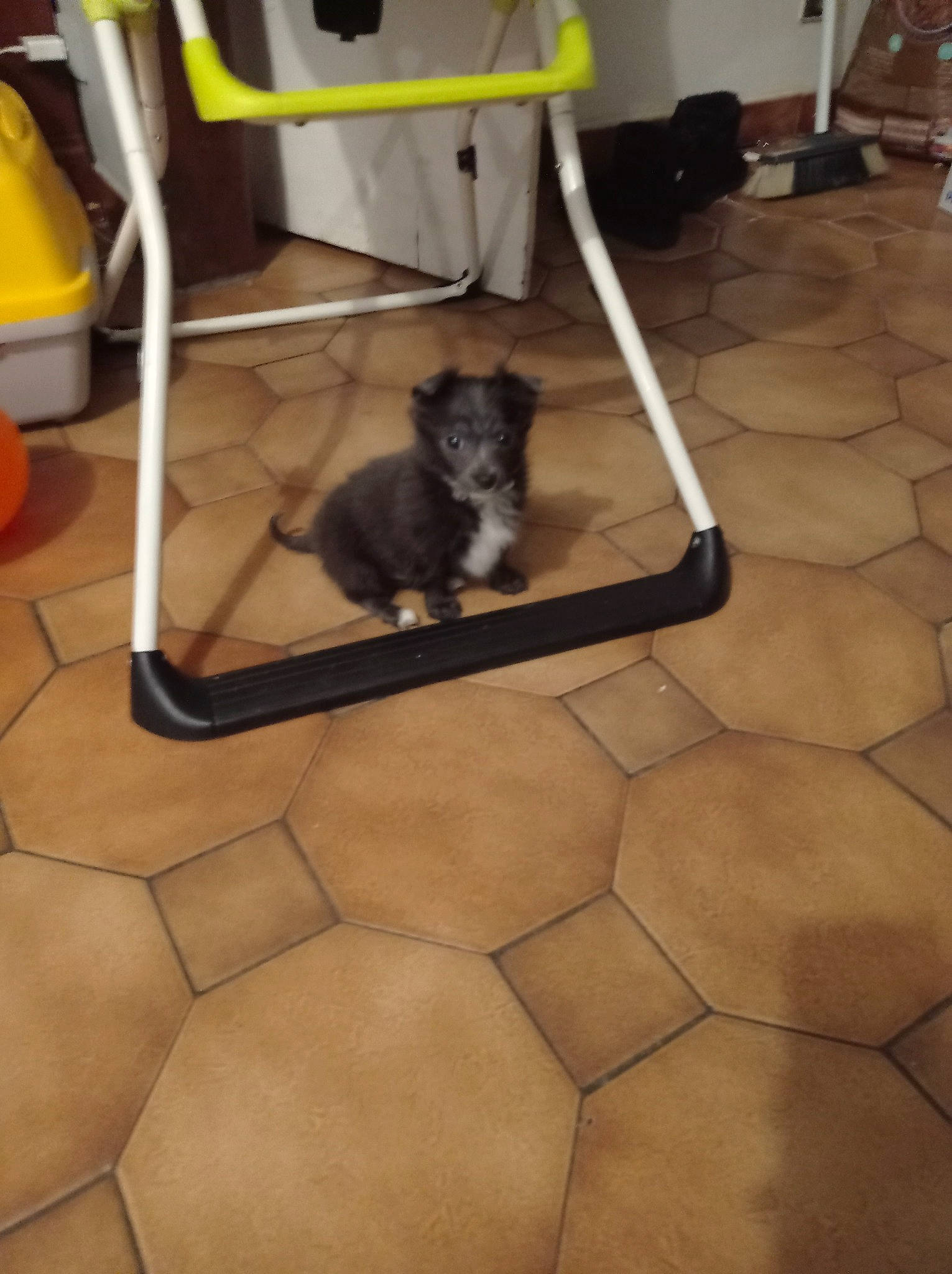 Winnie participe au concours pour gagner de l'argent avec cette photo : canidae, carnivore, companion_dog, dog, dog_breed, dog_supply, felidae, floor, flooring, fur, hardwood, metal, pet_supply, room, small_to_medium_sized_cats, sporting_group, tail, toy_dog, whiskers, wood