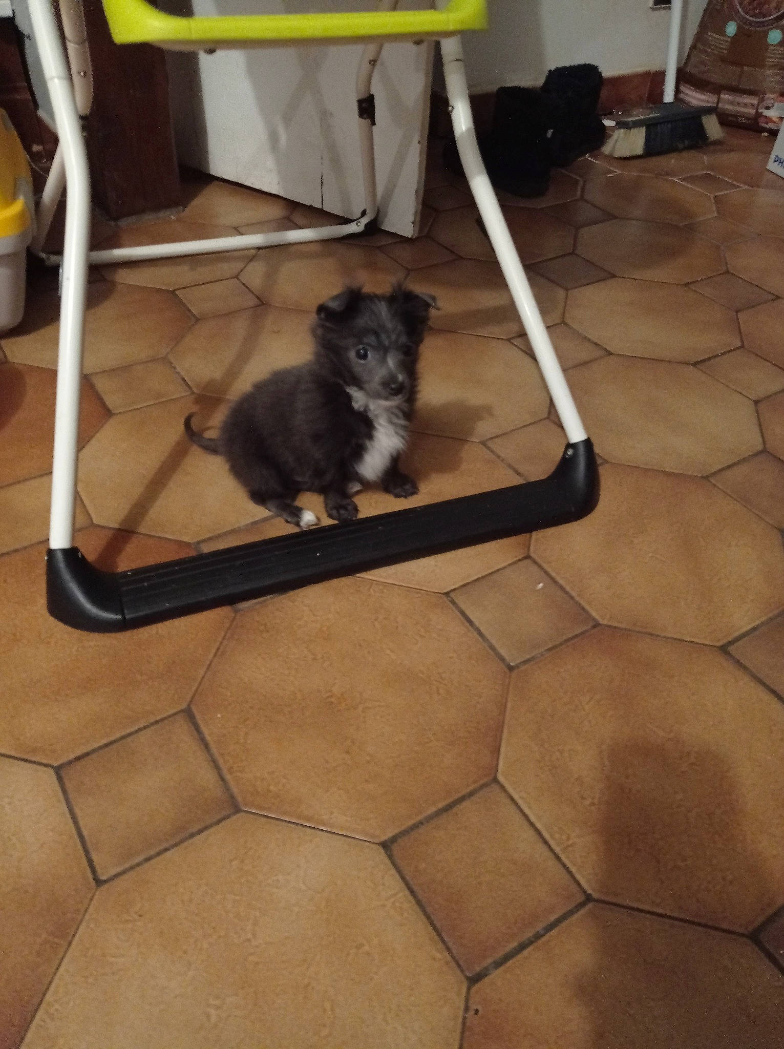 Winnie participe au concours pour gagner de l'argent avec cette photo : canidae, carnivore, chair, companion_dog, dog, dog_breed, dog_supply, felidae, floor, flooring, fur, hardwood, metal, pet_supply, shadow, small_to_medium_sized_cats, sporting_group, tail, wood, working_animal