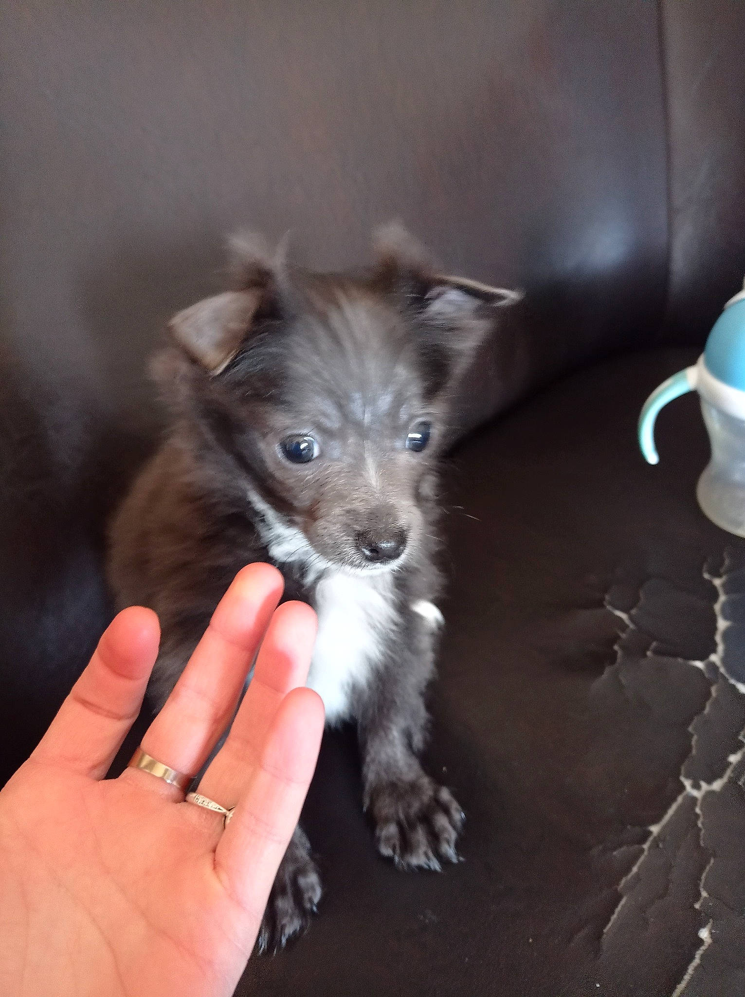 Winnie a rejoint le concours — aidez-le/la à gagner de superbes lots ! carnivore, claw, companion_dog, cup, dog, dog_breed, dog_supply, drinkware, felidae, fur, gesture, hand, nail, paw, serveware, small_terrier, small_to_medium_sized_cats, tableware, toy_dog, whiskers