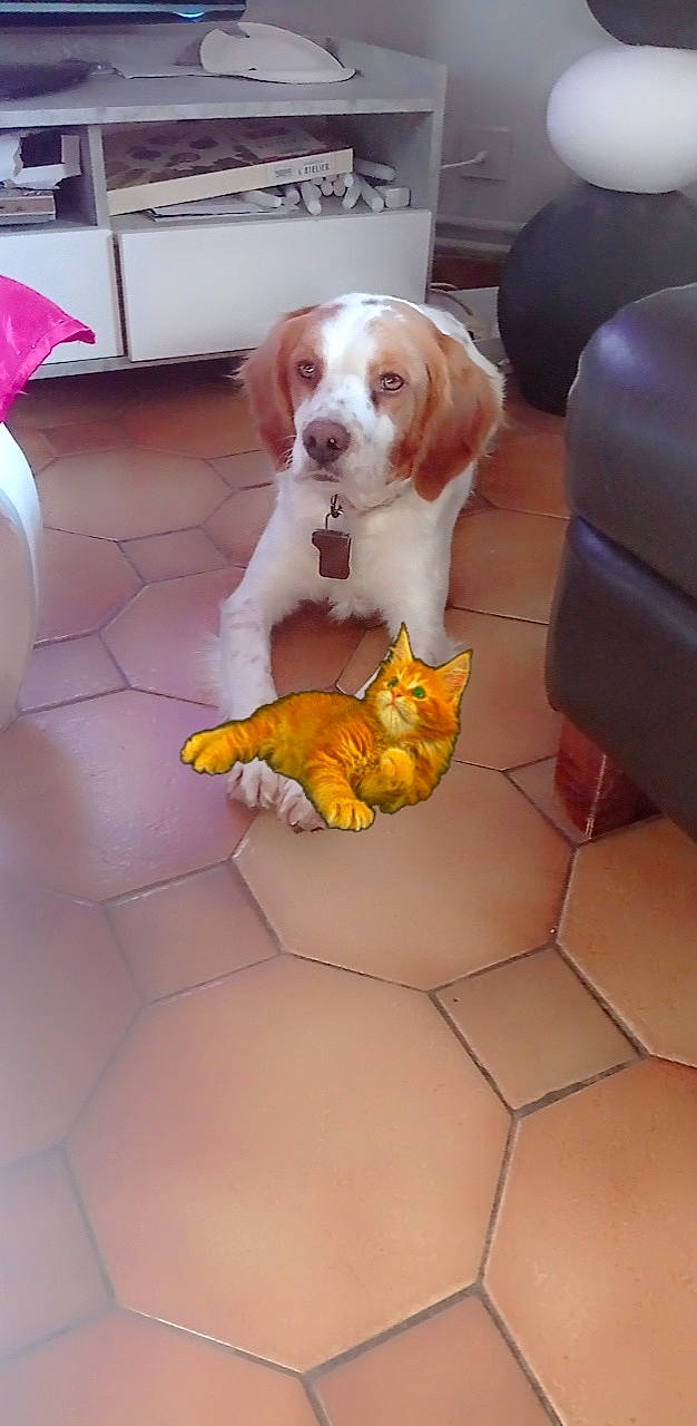 Patho participe au concours pour gagner de l'argent avec cette photo : canidae, carnivore, comfort, companion_dog, couch, dog, dog_breed, dog_supply, fawn, floor, flooring, hardwood, hound, mammal, paw, pet_supply, sporting_group, tennis_ball, toy, toy_dog