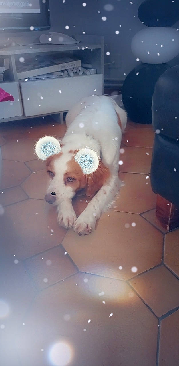 Patho a rejoint le concours — aidez-le/la à gagner de superbes lots ! canidae, carnivore, companion_dog, dog, dog_breed, event, eyewear, fawn, flooring, fun, fur, room, snout, space, sporting_group, stuffed_toy, toy, toy_dog, window, winter