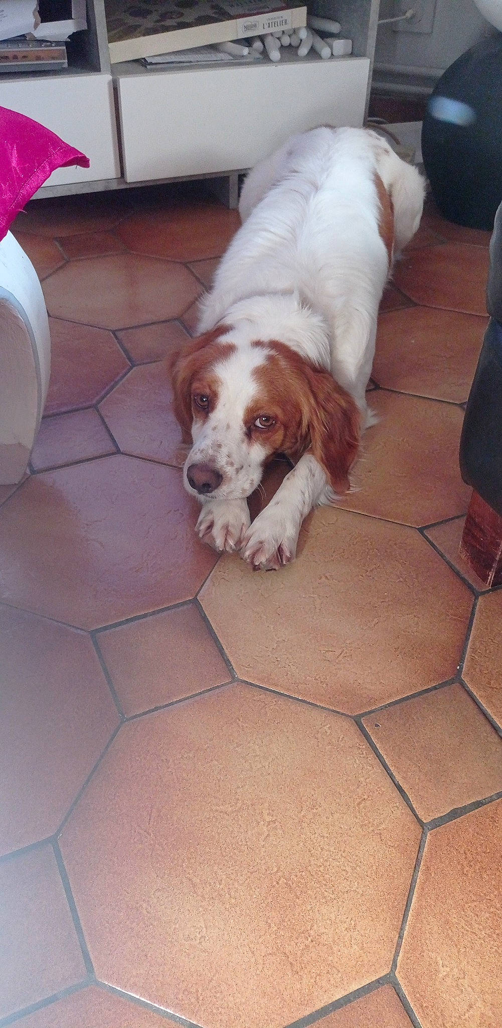 Patho a rejoint le concours — aidez-le/la à gagner de superbes lots ! carnivore, companion_dog, dog, dog_breed, floor, flooring, fur, hardwood, hound, household_cleaning_supply, household_supply, liver, paper_towel, snout, spaniel, sporting_group, tail, tile_flooring, toilet_paper, wood