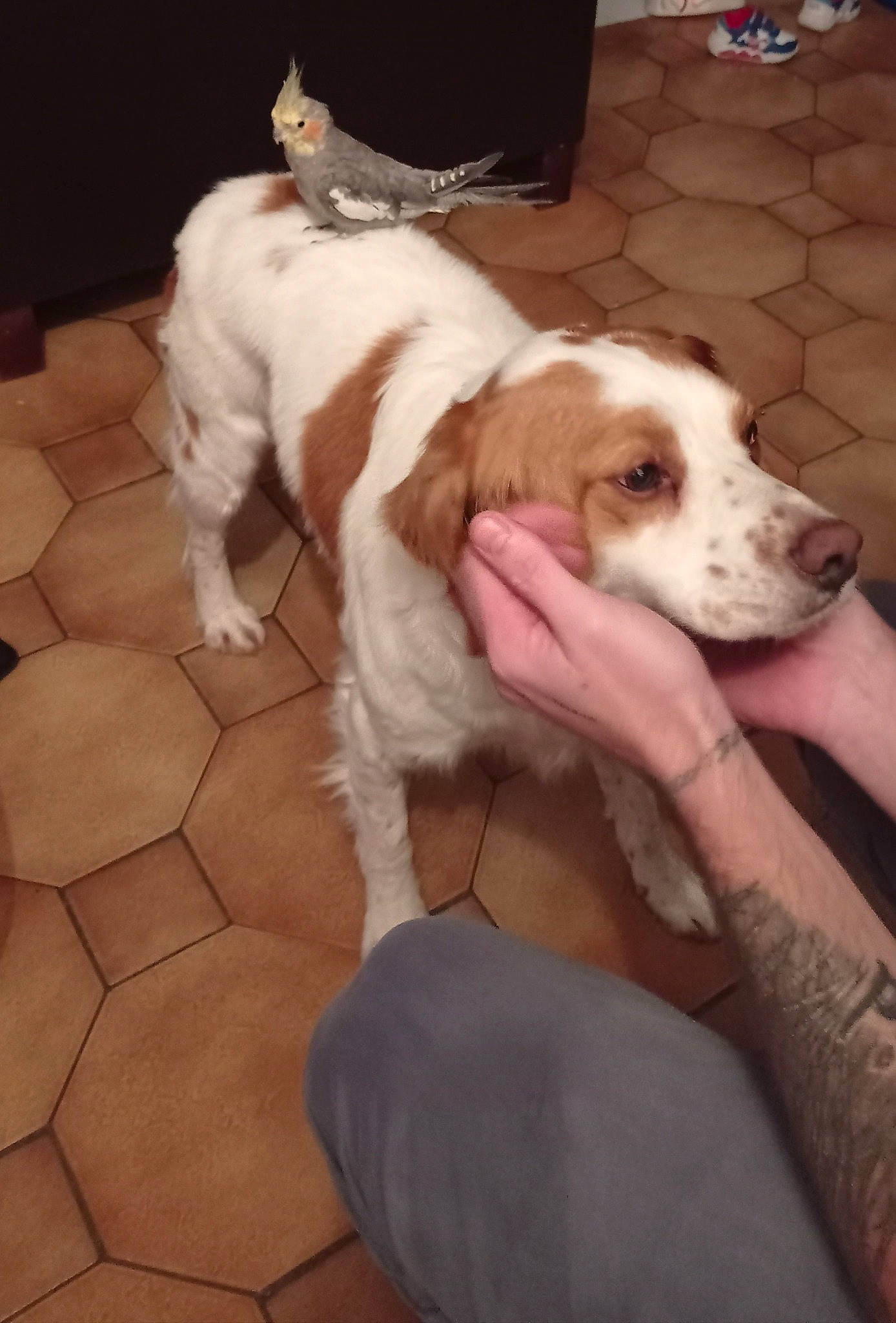 Patho a rejoint le concours — aidez-le/la à gagner de superbes lots ! bored, brittany, canidae, carnivore, comfort, companion_dog, dog, dog_breed, fawn, flooring, foot, fur, gun_dog, lap, liver, non_sporting_group, snout, sporting_group, working_animal