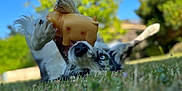 Uksy a rejoint le concours — aidez-le/la à gagner de superbes lots ! dog, toy, grass, blue_sky, outdoor, playful, animal, pet, lying_down, paws, mouth, nose, ears, greenery, blurred_background, daylight, fun, happy, cheerful, nature