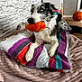 animal, ball, basketball, basketballball, blanket, canine, couch, cushion, dog, furniture, homedecor, hound, linen, pet, pillow, puppy, quilt, sport, tennis, tennisball