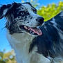 Uksy participe au concours pour gagner de l'argent avec cette photo : dog, border_collie, animal, pet, outdoor, blue_eyes, tongue, fur, black_and_white, happy, panting, nature, sky, greenery, portrait, close_up, daylight, canine, mammal, focus
