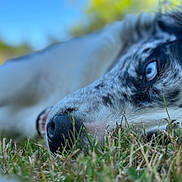 Uksy participe au concours pour gagner de l'argent avec cette photo : dog, blue_eye, grass, close_up, lying_down, outdoor, nature, fur, nose, animal, pet, relaxed, daylight, background_blur, snout, portrait, muzzle, canine, resting, focus