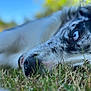 dog, blue_eye, grass, close_up, lying_down, outdoor, nature, fur, nose, animal, pet, relaxed, daylight, background_blur, snout, portrait, muzzle, canine, resting, focus