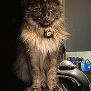 Saba participe au concours pour gagner de l'argent avec cette photo : cat, feline, fluffy, yellow_eyes, pet, indoor, countertop, sculpture, modern_art, kitchen, domestic_animal, fur, portrait, animal, lighting, shadow, still_life, decor, black, brown