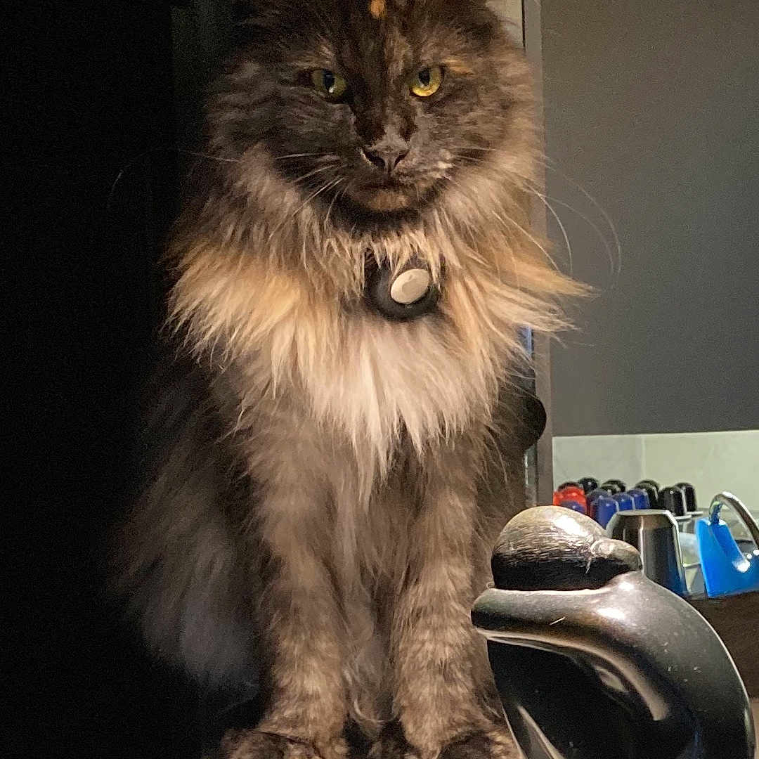 Saba participe au concours pour gagner de l'argent avec cette photo : cat, feline, fluffy, yellow_eyes, pet, indoor, countertop, sculpture, modern_art, kitchen, domestic_animal, fur, portrait, animal, lighting, shadow, still_life, decor, black, brown