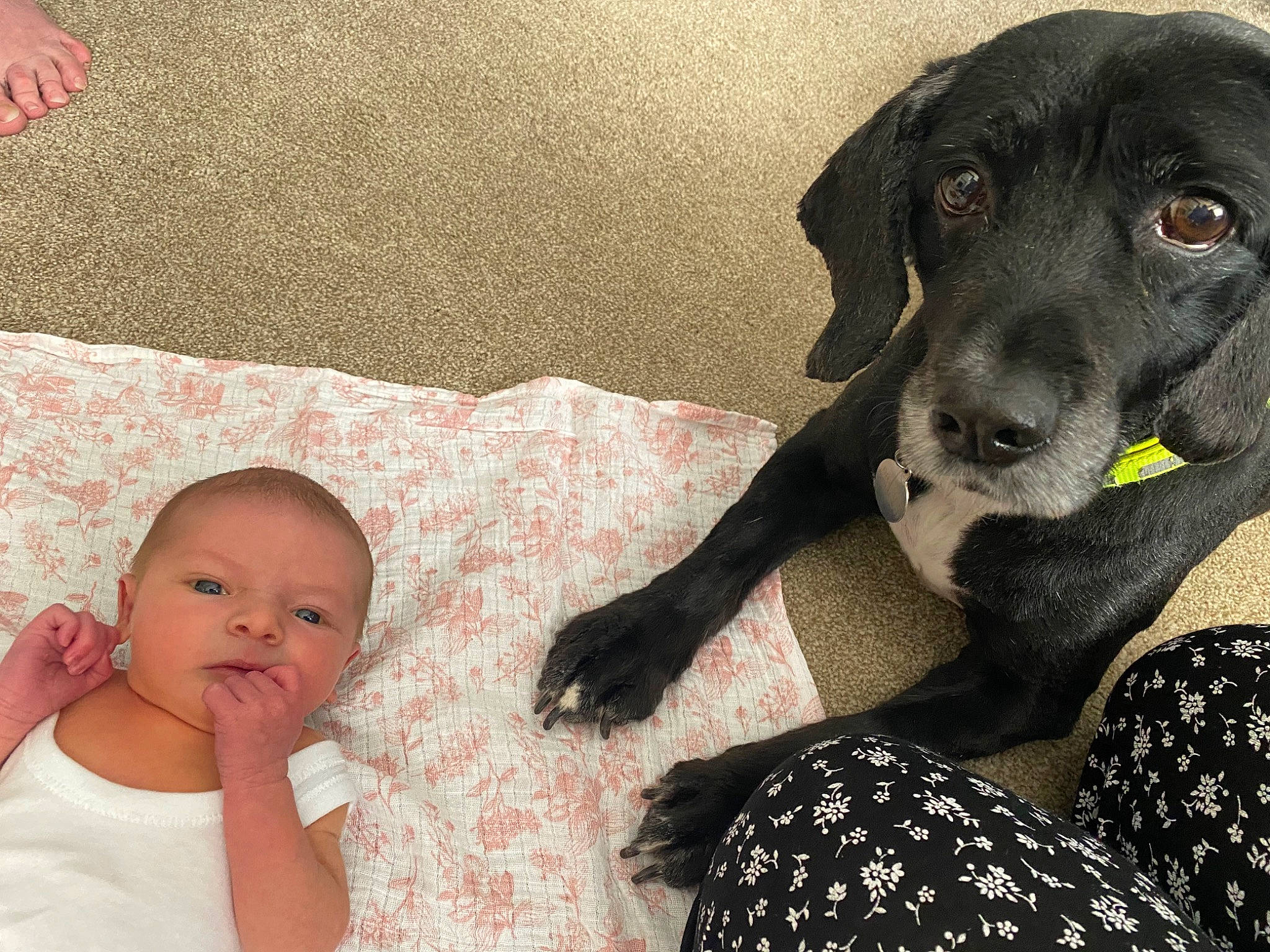 Beaux joined the competition — help win amazing prizes! baby, baby_toddler_clothing, carnivore, comfort, companion_dog, couch, dog, dog_breed, dog_collar, eye, fawn, fur, gesture, happy, head, person, retriever, selfie, sporting_group, toddler