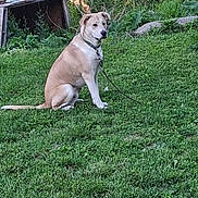 Thor is registered to the contest to win money with this photo: animal, canine, collar, dog, doghouse, domestic, grass, greenery, leash, nature, outdoor, peaceful, pet, quiet, resting, sitting, summer, sunlight, tree, yard