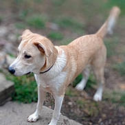 Thor is registered to the contest to win money with this photo: alert, animal, blurred_background, brown, canine, collar, concrete, dog, ears, fur, grass, ground, mammal, nature, outdoor, pet, side_view, standing, tail, white