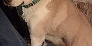 Thor is registered to the contest to win money with this photo: animal, beagle, bulldog, canine, dog, goldenretriever, hound, husky, labradorretriever, leash, pet, pointer, puppy, snout