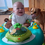 Austin is registered to the contest to win money with this photo: animal, baby, child, colorful, curious, cute, dog, domestic, floor, happy, home, indoor, infant, person, pet, playtime, smiling, toy, walker, wooden_floor