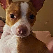 Nutty Buddy Boo is registered to the contest to win money with this photo: dog, close_up, brown, white, ears, pet, animal, indoor, curious, face, portrait, companion, cute, furry, looking, snout, whiskers, soft_light, human, background