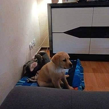 Joy a rejoint le concours — aidez-le/la à gagner de superbes lots ! cabinetry, canidae, carnivore, chest_of_drawers, cloud, comfort, companion_dog, cupboard, dog, dog_breed, drawer, fawn, floor, flooring, hardwood, metal, retriever, snout, tail, wood