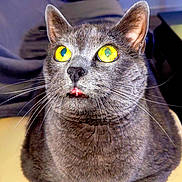 Walliby participe au concours pour gagner de l'argent avec cette photo : animal, cat, close_up, cute, domestic_cat, ears, feline, fur, gray_cat, indoor, looking_up, muzzle, nose, pet, portrait, relaxed, seated, tongue_out, whiskers, yellow_eyes