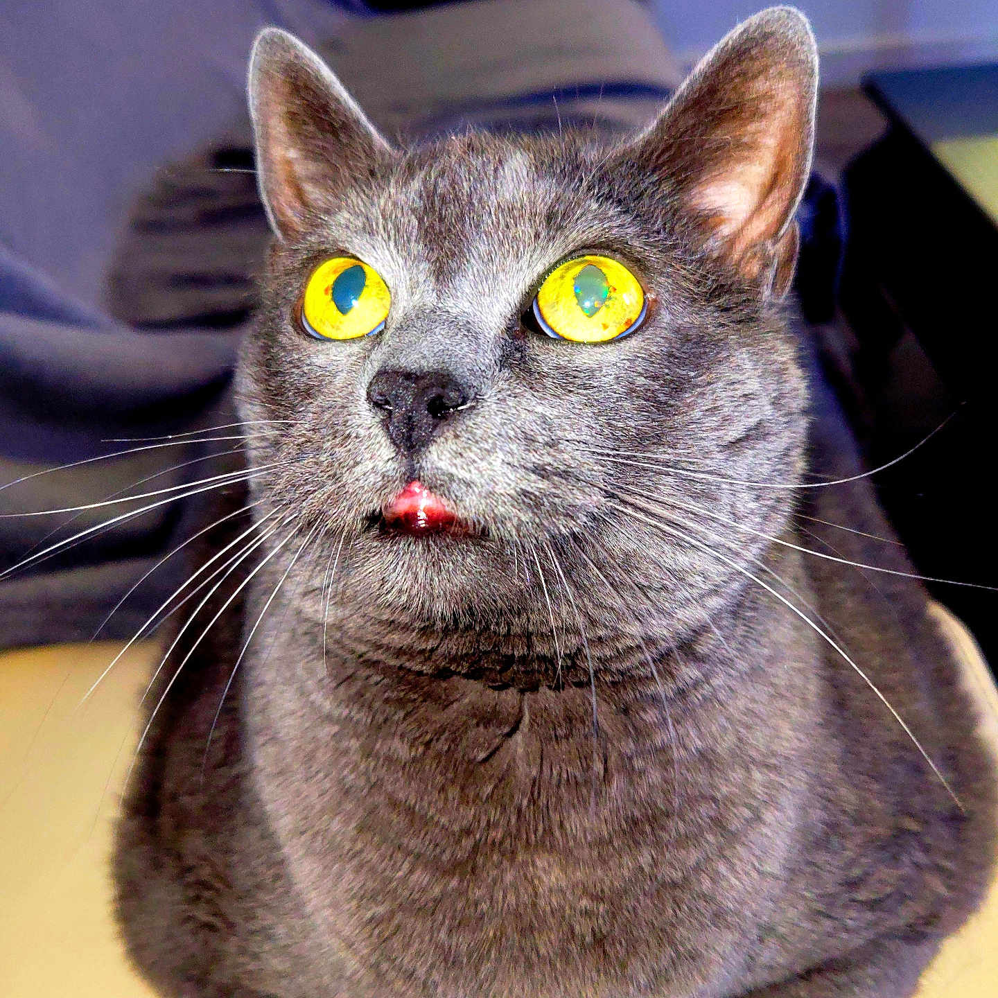 Walliby participe au concours pour gagner de l'argent avec cette photo : animal, cat, close_up, cute, domestic_cat, ears, feline, fur, gray_cat, indoor, looking_up, muzzle, nose, pet, portrait, relaxed, seated, tongue_out, whiskers, yellow_eyes