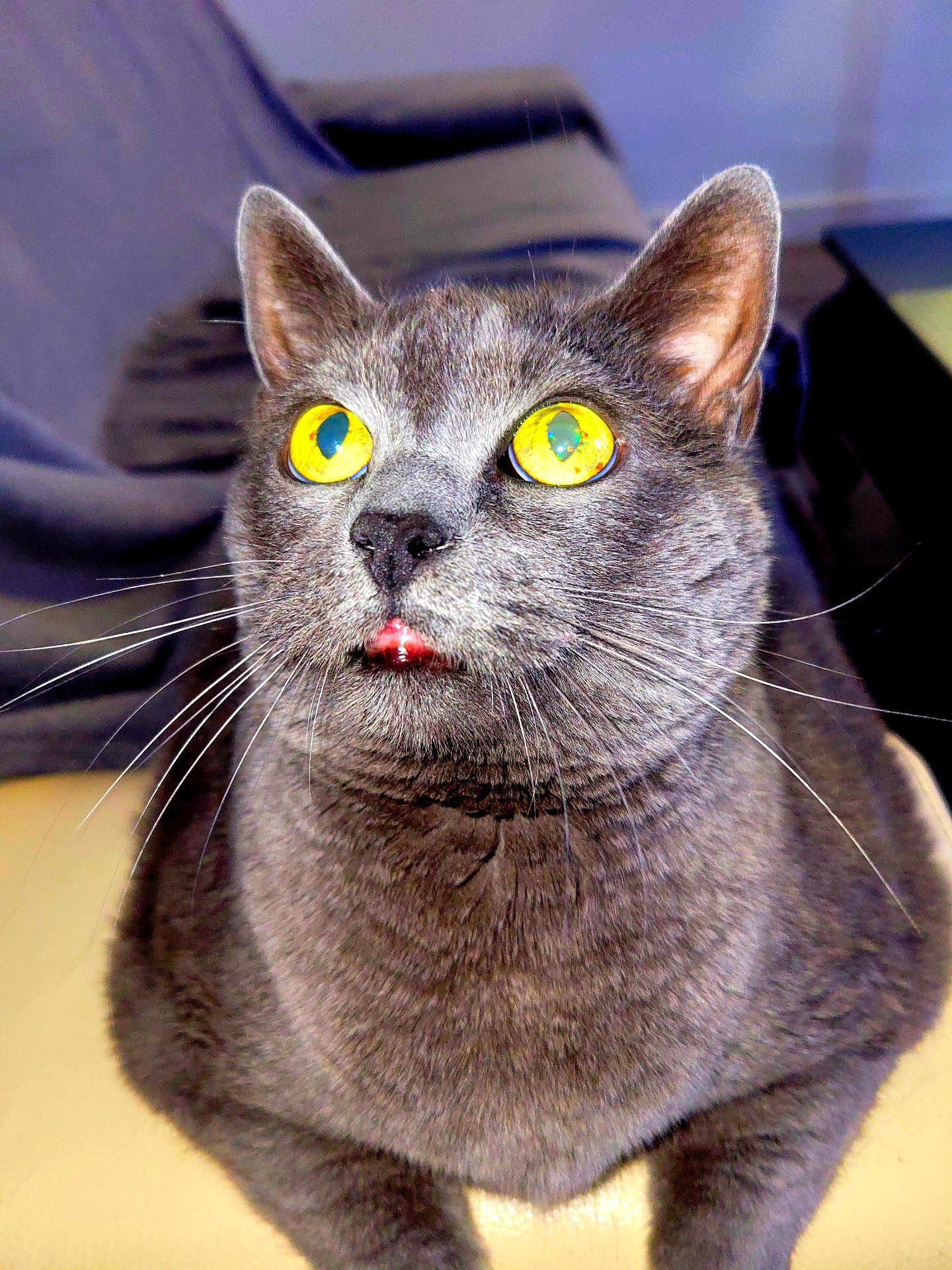 Walliby participe au concours pour gagner de l'argent avec cette photo : animal, cat, close_up, cute, domestic_cat, ears, feline, fur, gray_cat, indoor, looking_up, muzzle, nose, pet, portrait, relaxed, seated, tongue_out, whiskers, yellow_eyes