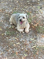 Chipie a rejoint le concours — aidez-le/la à gagner de superbes lots ! canidae, carnivore, companion_dog, dog, dog_breed, grass, non_sporting_group, small_terrier, snout, soil, sporting_group, terrestrial_animal, terrier, working_animal