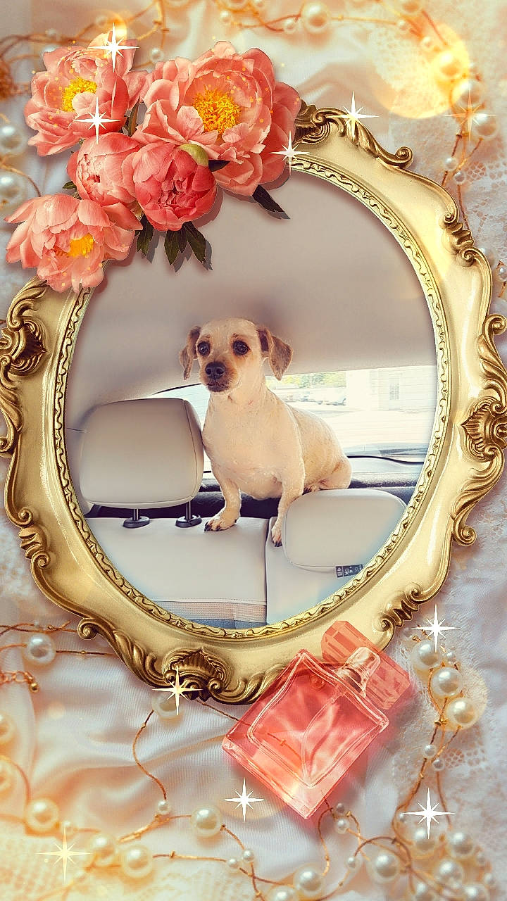 Chipie participe au concours pour gagner de l'argent avec cette photo : carnivore, christmas_decoration, companion_dog, dog, fashion_accessory, fawn, flower, flower_arranging, font, jewellery, ornament, pattern, peach, petal, picture_frame, pink, rose, toy, twig, white