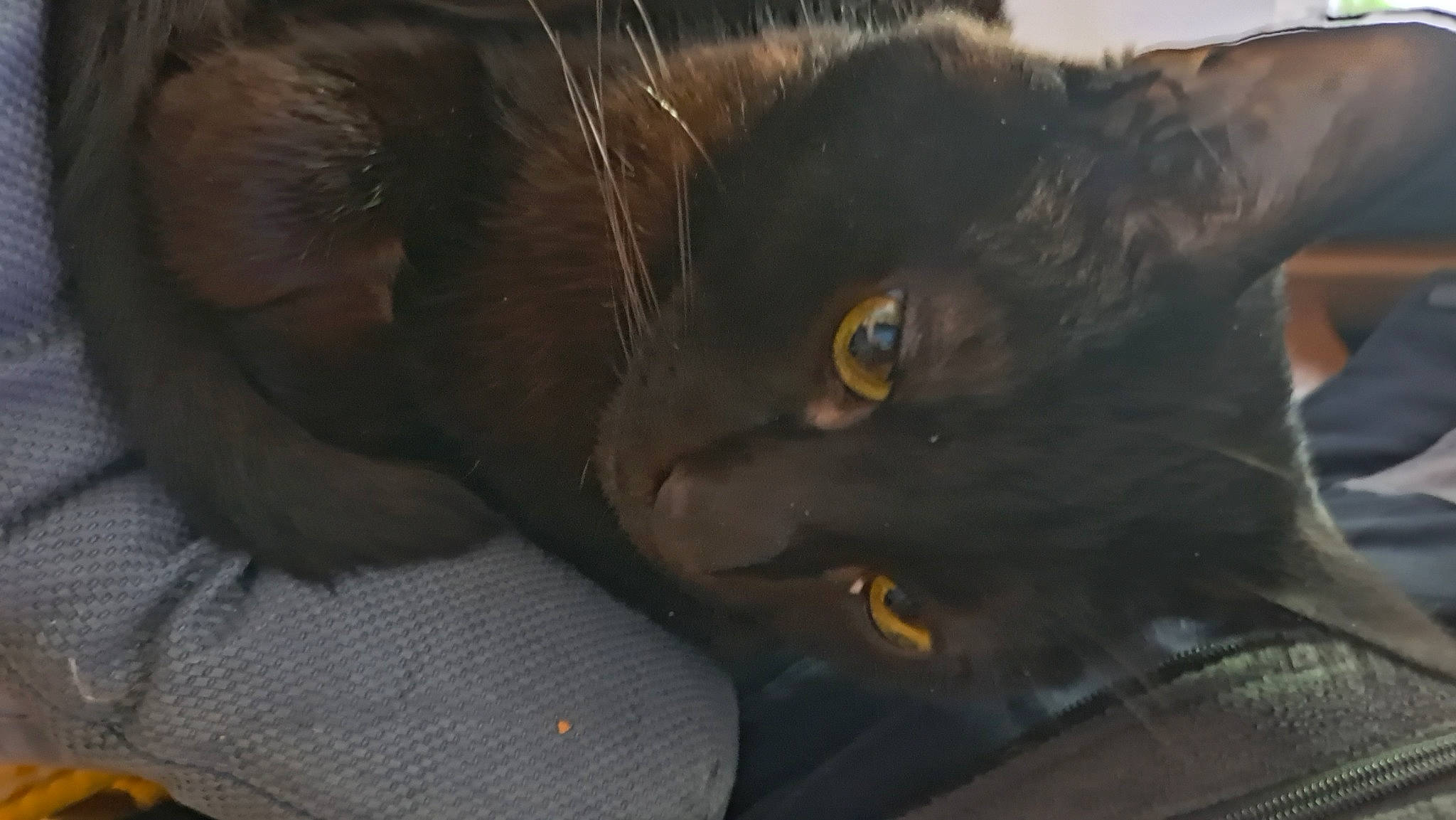 Réglisse participe au concours pour gagner de l'argent avec cette photo : black_cat, bombay, carnivore, cat, claw, comfort, domestic_short_haired_cat, ear, felidae, fur, havana_brown, small_to_medium_sized_cats, snout, terrestrial_animal, whiskers