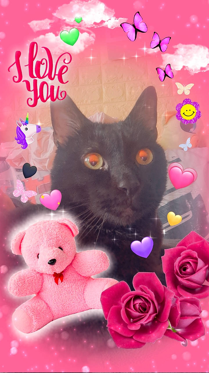 Réglisse participe au concours pour gagner de l'argent avec cette photo : art, carmine, carnivore, cat, felidae, flower, font, hybrid_tea_rose, magenta, mammal, petal, photo_caption, pink, plant, rose, rose_order, small_to_medium_sized_cats, snapshot, vertebrate, whiskers