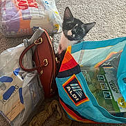 Rain joined the competition — help win amazing prizes! animal, black_and_white, carpet, cat, colorful, ears, face, groceries, handbag, hidden, indoors, kitten, packaging, paper_bag, pet, plastic_bag, portrait, shopping_bags, sitting, whiskers