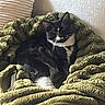 Rain is registered to the contest to win money with this photo: animal, black_and_white, blanket, cat, cozy, ears, eyes, feline, fur, home, indoors, long_whiskers, lounging, nose, pet, portrait, relaxed, sitting, tuxedo_cat, whiskers