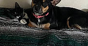 Rain joined the competition — help win amazing prizes! animal_companions, bed, black_and_tan_dog, black_and_white_cat, blanket, cat, cozy, dog, fur, home, indoor, lying_down, pet_photography, pets, pink_collar, pointed_ears, portrait, relaxed, sleepy, whiskers