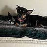 animal_companions, bed, black_and_tan_dog, black_and_white_cat, blanket, cat, cozy, dog, fur, home, indoor, lying_down, pet_photography, pets, pink_collar, pointed_ears, portrait, relaxed, sleepy, whiskers