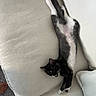 Rain is registered to the contest to win money with this photo: animal, black_and_white, cat, couch, cozy, cushions, cute, feline, indoors, kitten, lying_down, paws, pet, relaxed, sleeping, sofa, tail, tuxedo_cat, upside_down, whiskers