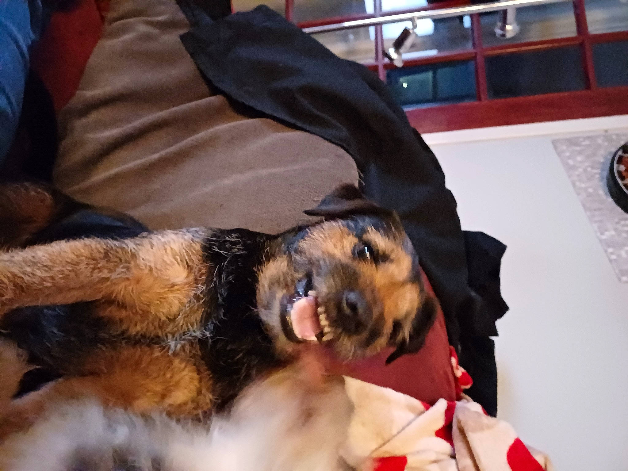 Yuri is registered to the contest to win money with this photo: airedale_terrier, canidae, carnivore, claw, collar, comfort, companion_dog, dog, dog_breed, fur, lakeland_terrier, paw, snout, soft_drink, sporting_group, tail, terrier, toy_dog, welsh_terrier, working_animal