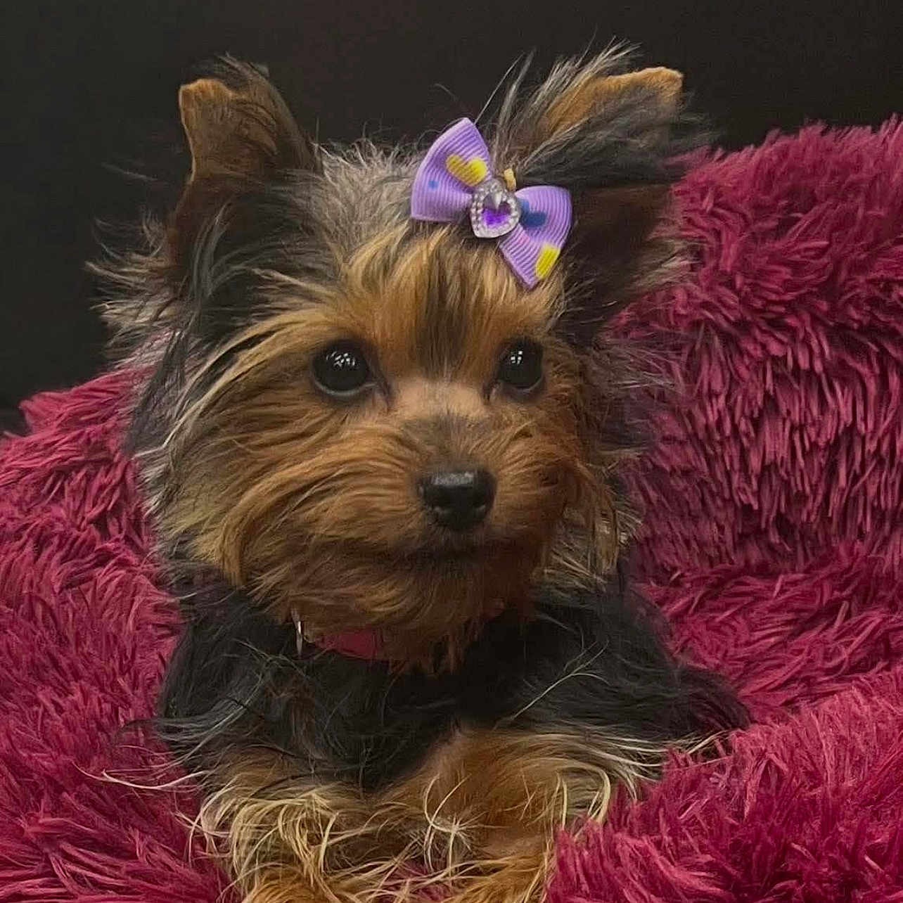 Reba joined the competition — help win amazing prizes! adorable, animal, bow, close_up, cute, dog, ears, eyes, fluffy_blanket, fur, indoors, lying_down, nose, pet, pink_blanket, portrait, puppy, purple_bow, small_dog, yorkshire_terrier