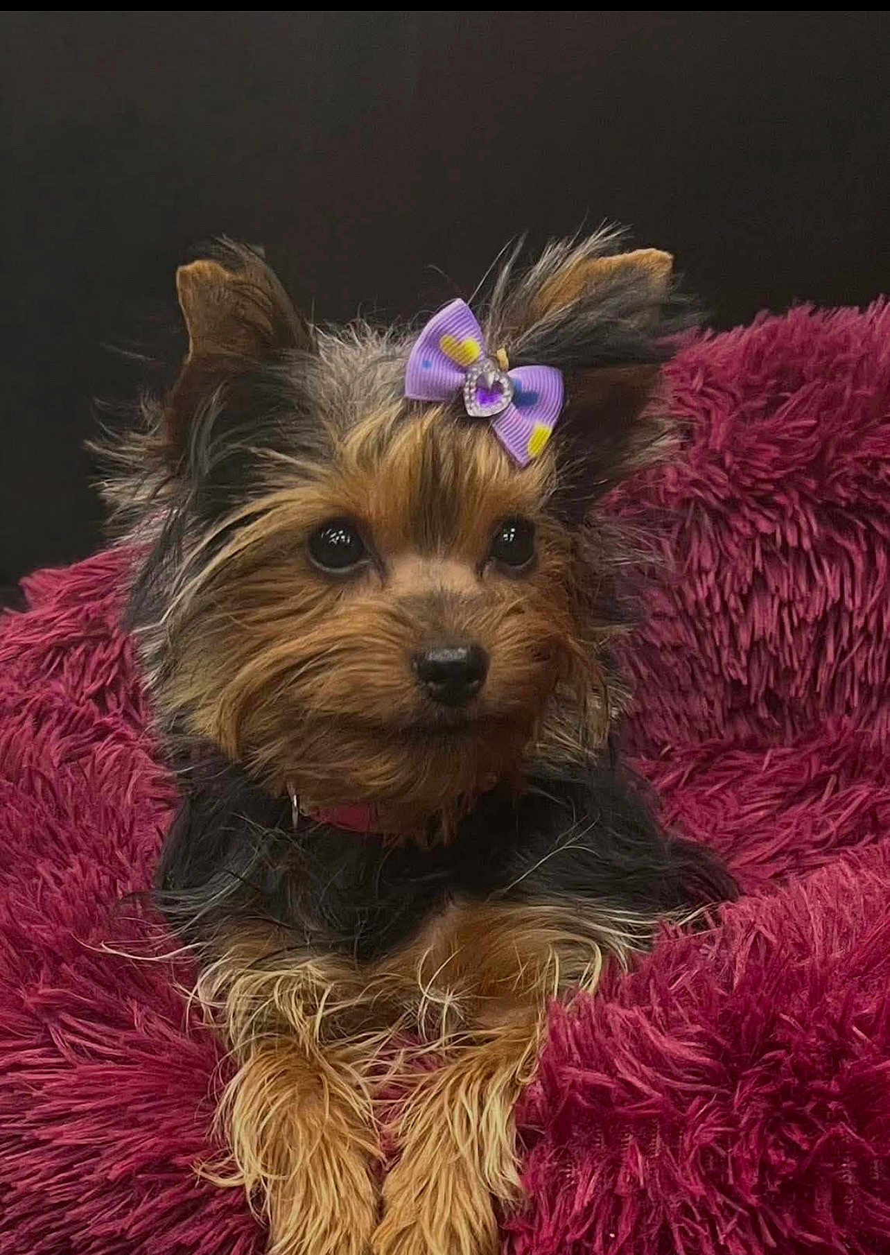 Reba joined the competition — help win amazing prizes! dog, puppy, small_dog, yorkshire_terrier, bow, purple_bow, fluffy_blanket, pink_blanket, cute, pet, animal, fur, ears, nose, eyes, portrait, lying_down, indoors, close_up, adorable