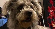 Bella Mae is registered to the contest to win money with this photo: animal, background, black, blurry, canine, closeup, companion, dog, domestic, fabric, fluffy, fur, furniture, gray, household, indoor, pattern, pet, portrait, red