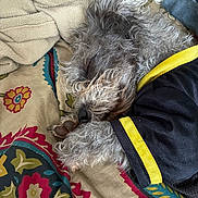 Bella Mae joined the competition — help win amazing prizes! dog, sleeping, curly_fur, blanket, floral_pattern, clothing, black_shirt, yellow_stripe, paw, indoor, resting, cozy, cute, pet, fur, snout, relaxed, textile, soft, animal
