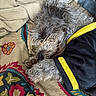dog, sleeping, curly_fur, blanket, floral_pattern, clothing, black_shirt, yellow_stripe, paw, indoor, resting, cozy, cute, pet, fur, snout, relaxed, textile, soft, animal