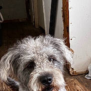 Bella Mae is registered to the contest to win money with this photo: animal, brown_eyes, canine, close_up, companion, curious, curly_hair, dog, doorframe, floor, fur, indoor, loyal, pet, portrait, scruffy, snout, wall, white_wall, wooden_floor