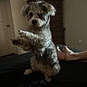 Bella Mae joined the competition — help win amazing prizes! animal, bedroom, cozy, curious, cute, dog, domestic_animal, dresser, feet, fur, furniture, gray, indoor, legs, paw, person, pet, resting, sitting, soft_light