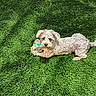 Bella Mae is registered to the contest to win money with this photo: animal, canine, companion, curious, dog, domestic_animal, fur, grass_like_texture, gray_dog, green_surface, guarding, lying_down, outdoor, paw, pet, plastic_bottle, playful, resting, texture, toy