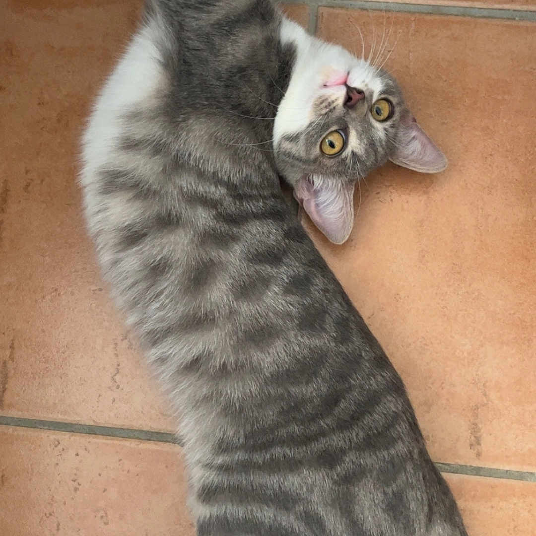 Sweety a rejoint le concours — aidez-le/la à gagner de superbes lots ! abyssinian, accessories, angora, animal, cat, egyptiancat, hardwood, kitten, manx, pet, plywood, siamese, strap, wood